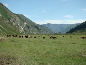 Дорогами скифов